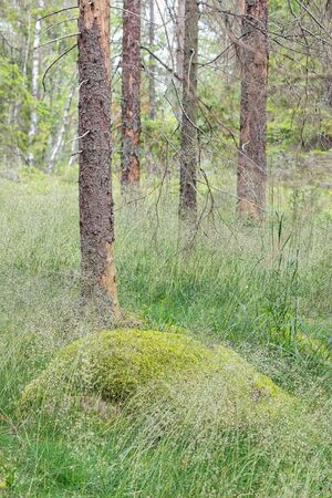 High grass on the fringe of the forest with trees where the bark falls off. Swedenの写真素材