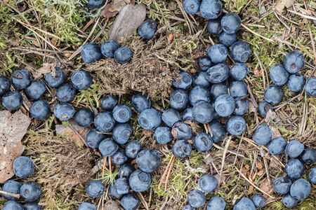 Blueberries dropped at forest floor. Swedenの写真素材