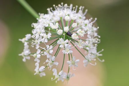 Cow parsley close up with green background. Swedenの写真素材