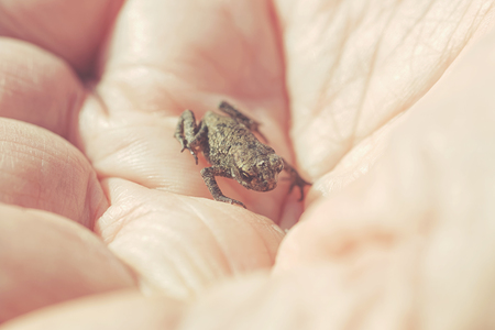 Small young frog in hands of a person during summer. Filters appliedの写真素材