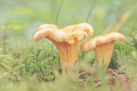 Two Cantharellus cibarius commonly known as the Chanterelle, golden chanterelle or girolle) growing...
