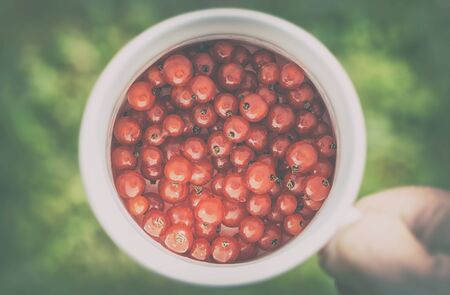 Red currants in a white cup with a person holding. Filters applied