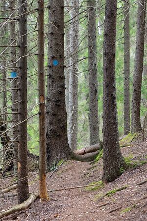 Hiking trail in forest with dead spruce trees, Sweden