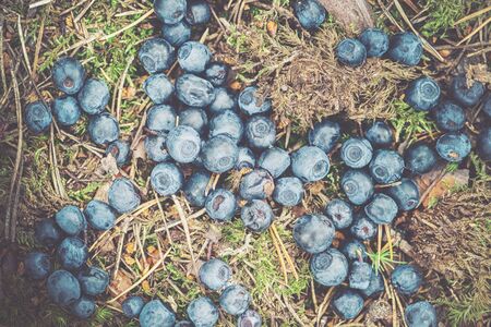 Blueberries dropped at forest floor. Swedenの写真素材