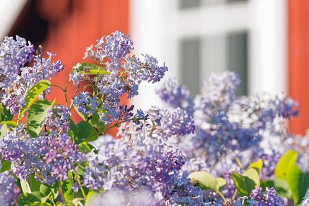 Common lilac or Syringa vulgaris with a red wooden house in background, Swedenの写真素材