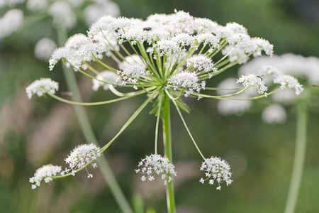 Close up of a Cow parsley flower during summer