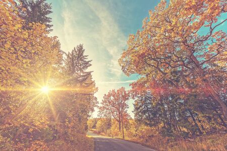 Autumn road during spring and warm sunlight trough the trees, filters appliedの写真素材