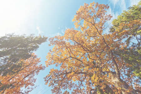 Conopy of oak and pine in bright vivid colors on a blue sky during autumn. Filter applied