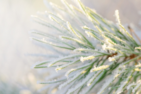 Closeup of a frosty green spruce twig during winter and sunlight. Sweden