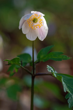 White wildflower (Anemone nemorosa) during early morning opening up. Swedenの写真素材