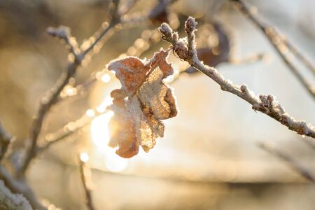 Frozen oak leaf in sunlight during a cold winter day. Swedenの写真素材
