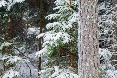 Winter landscape with snowy evergreen trees with frost. Swedenのeditorial素材