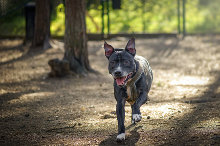 American staffordshire terrier or Amstaff running towards the photographer in a kennel with flapping ears.の写真素材