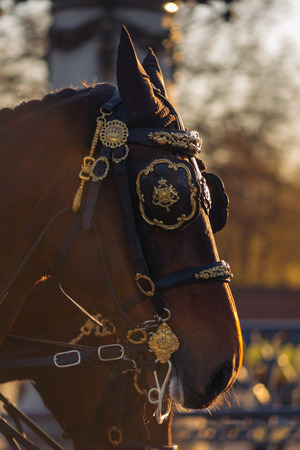 StOCKHOLM, SWEDEN - APRIL 29, 2016: Celebration of Carl XVI Gustaf of Sweden on his 70ths birthday with the Royal guards on horseback.のeditorial素材