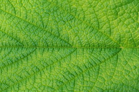 Detail of the green veins of a leaf during summer in Sweden.の写真素材
