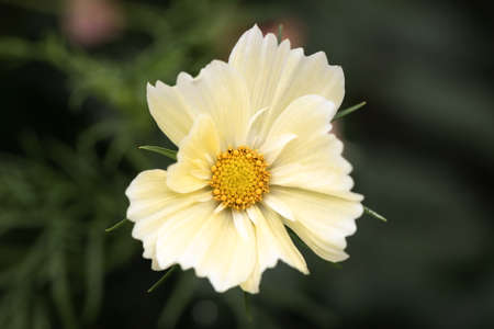 Bright yellow fragile yellow garden flower from above. Sweden