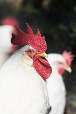 White rooster outside with hens. Swedenのeditorial素材