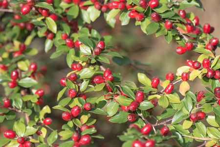 Red berries on a bush with green leafs. Sweden