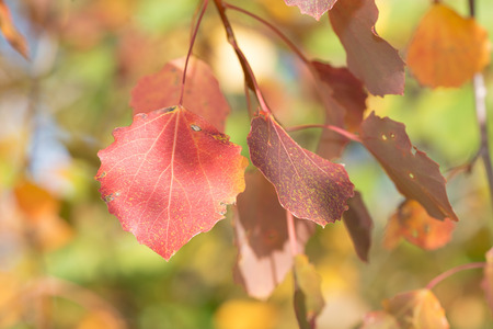 Red aspen leafs during autumn, closeup. Sweden