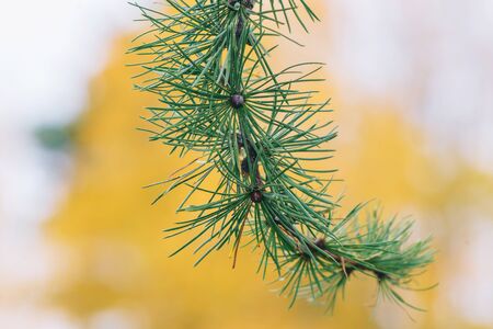 Details of a larch tree (Larix decidua) during autumn. Swedenのeditorial素材