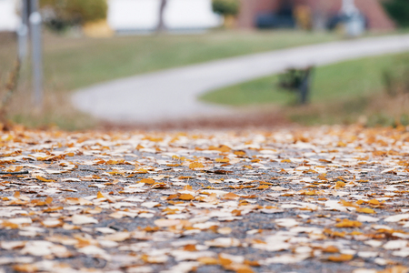 Colorful aspen leaves on a wet road during a rainy autumn day. Swedenの写真素材