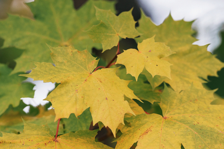 Colorful green maple leaves during autumn. Sweden