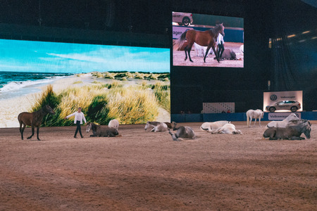 SOLNA, SWEDEN - NOV 27, 2016: JF Pignon horse show at the Sweden International Horse Show at Friends arena.のeditorial素材