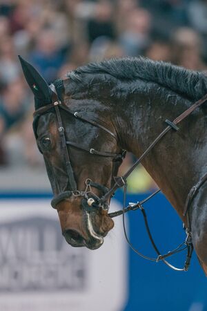 SOLNA, SWEDEN - NOV 27, 2016: Sweden Masters Last Man Standing in the Sweden International Horse Show at Friends arena.のeditorial素材