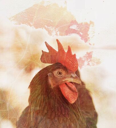 Hen in a detailed closeup at a free range farmyard, Swの写真素材