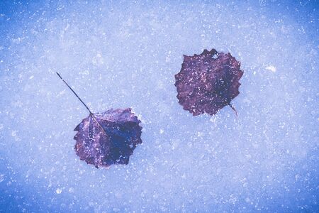 Two leaves of aspen embedded in the frozen lake. Filteredの写真素材