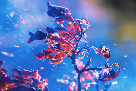 Leaves of oak burning during cleaning of the garden in vivid colors. Looks like a figureの写真素材