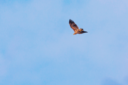 Sea eagle gliding past at a blue sky during a spring day. Sweden