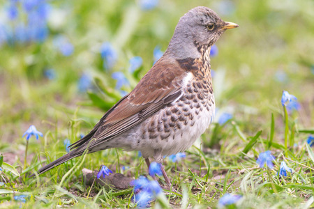 Fieldfare or Turdus pilaris feeding in a green field with blue Scilla bifolia flowers. Sweden