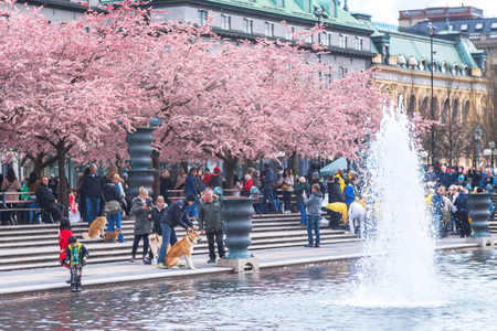 STOCKHOLM, SWEDEN - APRIL 22, 2017: People enjoying and photographing the pink japanese cherry blossom during springtime in Kungstradgarden.のeditorial素材