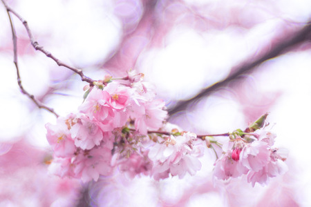 Pink japanese cherry blossom during springtime. Stockholm, Sweden