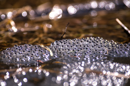 Eggs from the common frog during spring. Swedenの写真素材