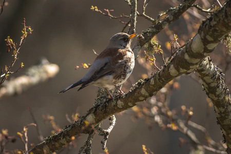 Fieldfare or Turdus pilaris perched on a branch. Sweden