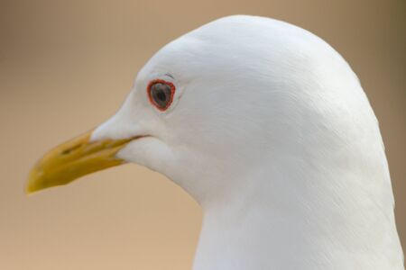 Closeup of seagull during springtime in city. Swedenの写真素材