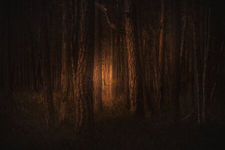 Mysterious golden dark forest in fog with light from horison. Magical atmosphere. Fairytale in orange colorの写真素材