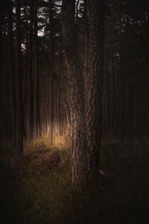 Dark mysteriours dark forest in fog with orange light from horison. Swedenの写真素材