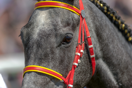 STOCKHOLM, SWEDEN - JUN 6, 2017: Closeup of a horseface at Nationaldagsgaloppen at Gardet.のeditorial素材