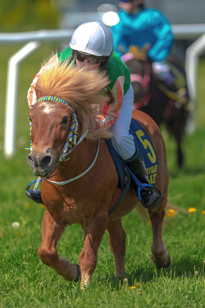 STOCKHOLM, SWEDEN - JUN 6, 2017: Ponys racing at full speed at Gardet. National day 6th of june.のeditorial素材