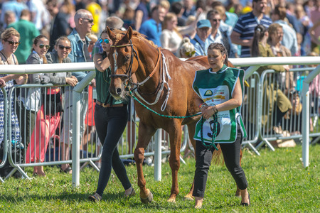 STOCKHOLM, SWEDEN - JUN 6, 2017: Horses in the vault at Nationaldagsgaloppen at Gardet.のeditorial素材