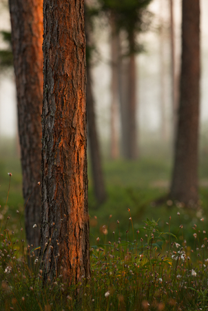 Golden sunrise at a pine forest during summer.の写真素材