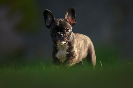 Happy purebred french bulldog puppy looking on a sunlit grass field during autumn. Swedenの写真素材