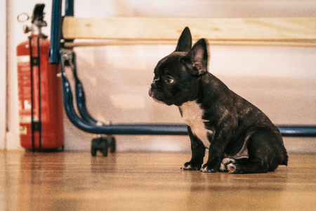 Playful black and white French bulldog puppy the first week at her new home. 8 weeks old.の写真素材
