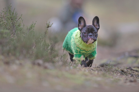 French bulldog puppy running towards the camera in a forest with his careholder in the background. Swedenの写真素材