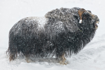 Muskox in closeup grunting during winter and snowfall, from the side whole body profile. Swedenの写真素材