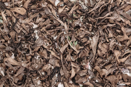 Dryed black trumpet chantarelles prepared for conservation. Swedenの写真素材