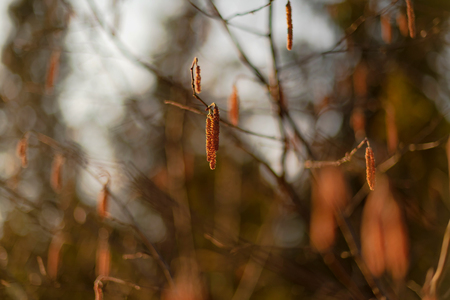 Hazel catkins during a spring evening with warm light. Sweden, Scandinavia
